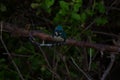 Cerulean kingfisher perched on a tree branch Royalty Free Stock Photo